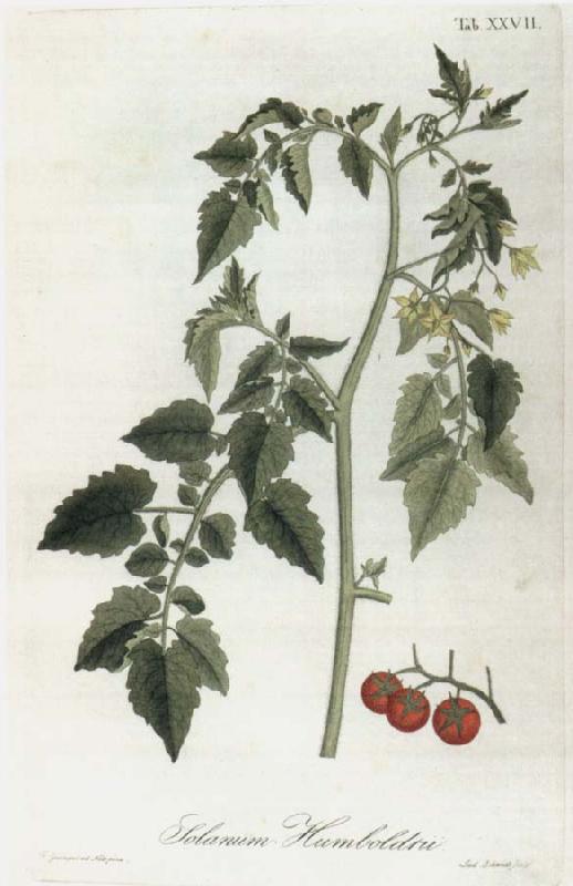 Alexander von Humboldt Lycopersicum esculentum oil painting picture